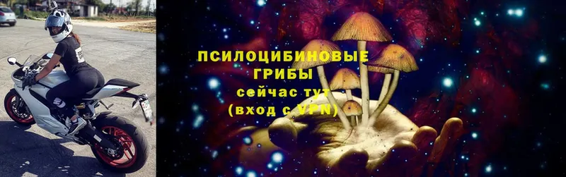 Галлюциногенные грибы Cubensis  Красновишерск 